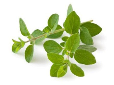 Herb Marker- Oregano