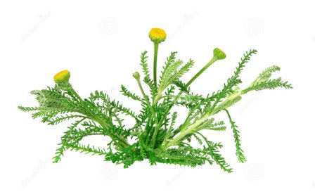 Herb Marker- Santolina