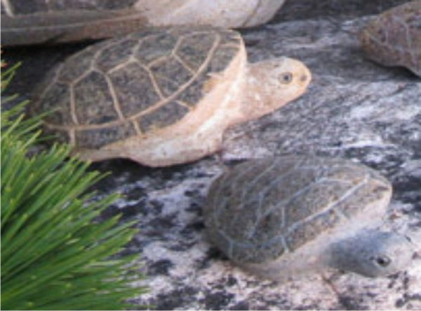 Boulder Turtle- 4"
